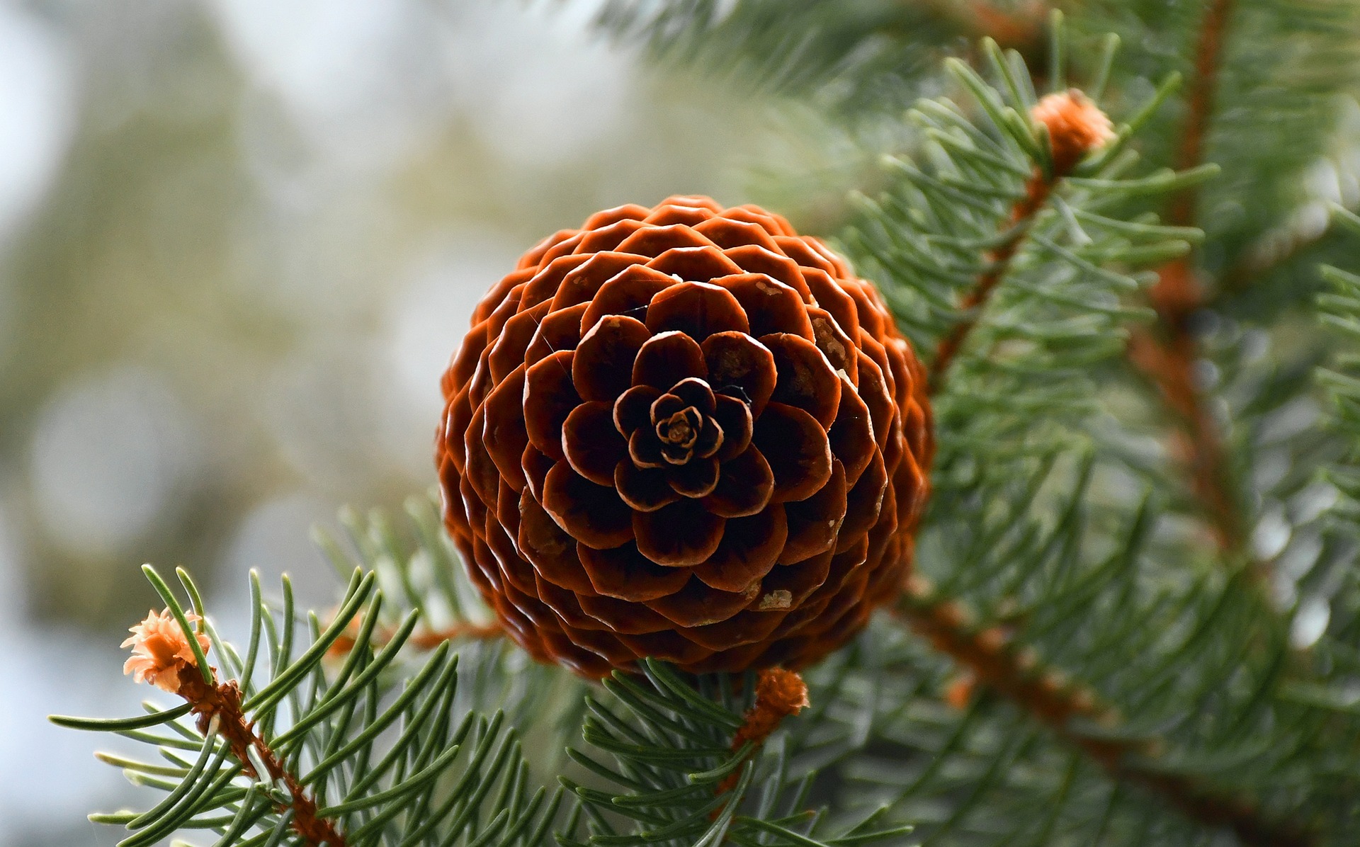 geometry pinecone